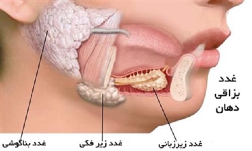 بررسی غدد بزاقی | لیزر دندانپزشکی اصفهان - 
طرح لبخند اصفهان